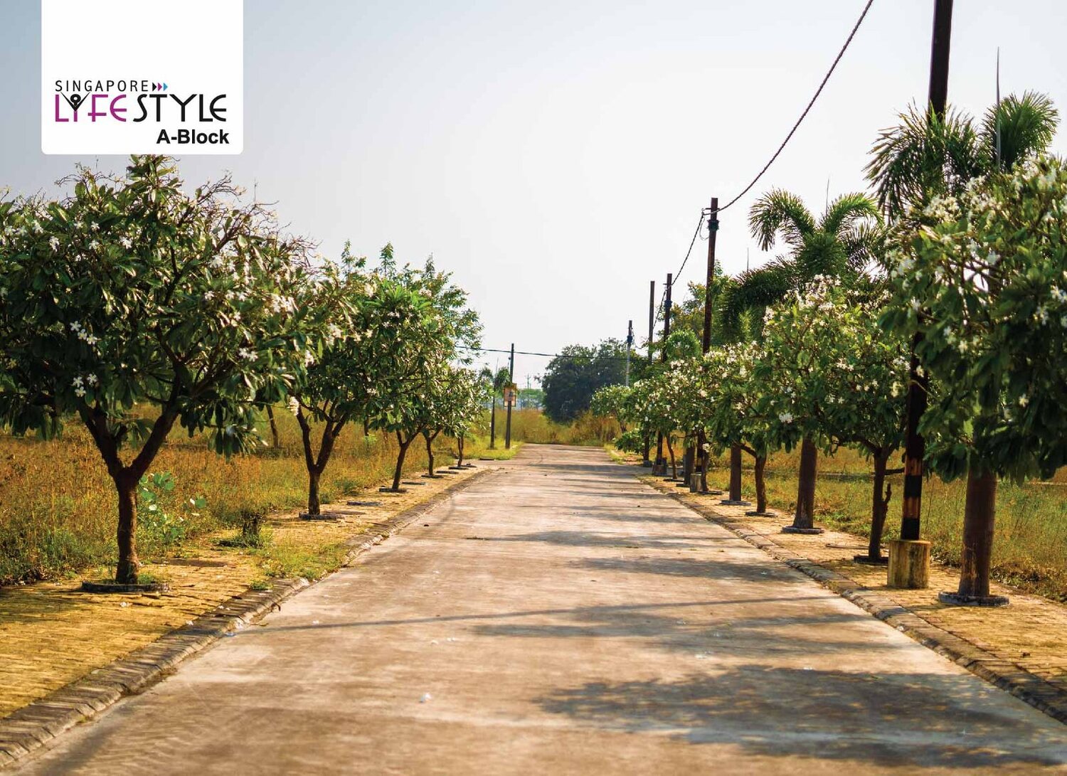A finished internal road at Singapore Lifestyle 2, a completed Icon Realty development on Super Corridor, lined on both sides with flowering trees.